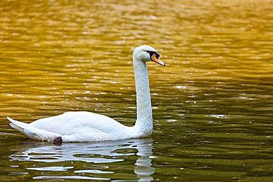 Steam验证服务公司遭黑客攻击 可能导致数据泄露