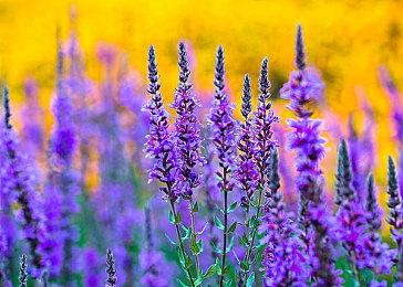 2021年Steam万圣节特卖开启 往日不再生化8等特惠